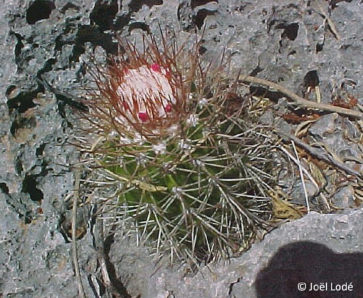 Melocactus acunae Maisi Cu ©JL